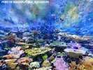 �y���ӊό��z���É��`�����فF�u���C�u�R�[���������v�ł͔��������̃T���S�������܂��B