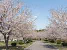 ◆【八戸公園(こどもの国・八戸植物公園)】ホテルから車で約30分☆GW期間は春まつりも開催!