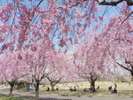 ◆【八戸公園(こどもの国・八戸植物公園)】ホテルから車で約30分☆GW期間は春まつりも開催!