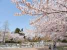 ◆八戸公園〜桜の季節〜