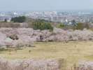 ◆八戸公園〜桜の季節〜
