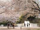 ◆八戸公園〜桜の季節〜