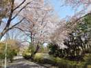 ◆八戸公園〜桜の季節〜
