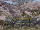 ◆八戸公園〜桜の季節〜