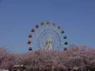 ◆八戸公園〜桜の季節〜