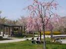 ◆八戸公園〜桜の季節〜