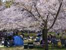 ◆八戸公園〜桜の季節〜