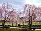◆八戸公園〜桜の季節〜