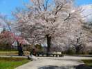 ◆八戸公園〜桜の季節〜
