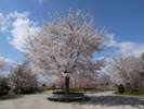 ◆八戸公園〜桜の季節〜