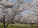 ◆八戸公園〜桜の季節〜