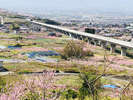 【石和桃源郷】3月下旬から4月上旬には桃の花が花盛り!