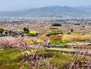 【石和桃源郷】3月下旬から4月上旬には桃の花が花盛り!