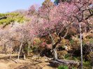 2〜3月の不老園は梅が鮮やかに咲き誇り、各地から大勢の人が観梅に訪れる人気スポットです!