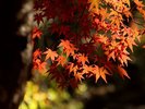 紅葉狩りの人気スポット昇仙峡まで当館よりお車で約45分です。