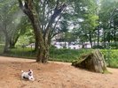 【dog park】屋外dog parkにミスト機能を新規追加!
