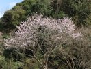 春には、花が咲きほこり、四季折々の移ろう情景もお楽しみください。