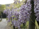 紫尾庵の名にふさわしく紫の花びらが咲き誇る『藤』は晩春のお愉しみです。
