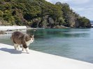 田代島