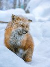 宮城蔵王きつね村