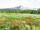 【春】【桑の木台湿原】春を迎え様々な草花が楽しめます。