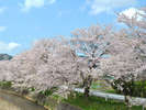 【春】5月には桜が咲き誇ります