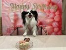愛犬のお誕生日記念写真♪