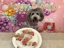 愛犬のお誕生日記念写真♪