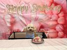愛犬のお誕生日記念写真♪