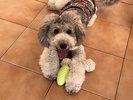 看板犬ゆりね