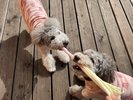 看板犬えびね&ゆりね