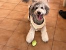 看板犬ゆりね