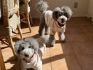 看板犬えびね&ゆりね
