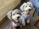 看板犬えびね&ゆりね