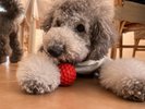看板犬ゆりね