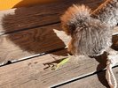 看板犬えびね