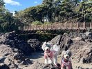 看板犬えびね&ゆりね