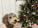 看板犬えびね