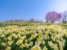 備北丘陵公園スイセン