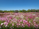 備北丘陵公園コスモスピクニック