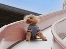 ワンちゃんも遊べる滑り台!