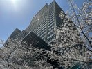 春 桜満開