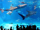 ・美ら海水族館(当館から車で約80分)