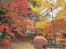 成田山新勝寺成田山公園