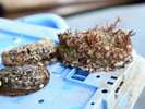 三陸の豊富な漁場で獲れる新鮮な海産物をご堪能ください