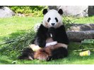 アドベンチャーワールドのパンダ