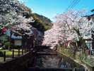城崎の桜並木は例年４月上旬が見頃です