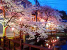 城崎の桜並木は例年４月上旬が見頃です