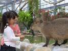 どうぶつ王国カピパラ