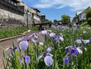 菖蒲の花